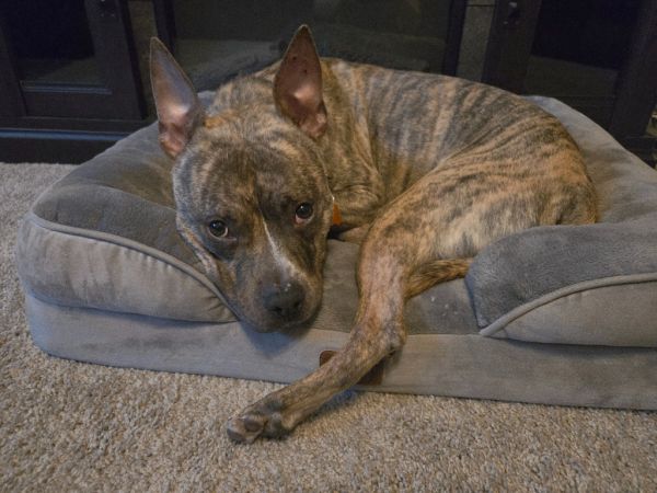 Quadruped thumbnail 3