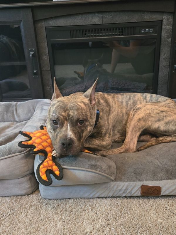 Quadruped thumbnail 4