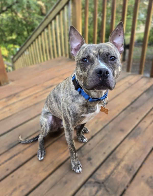 Quadruped thumbnail 5