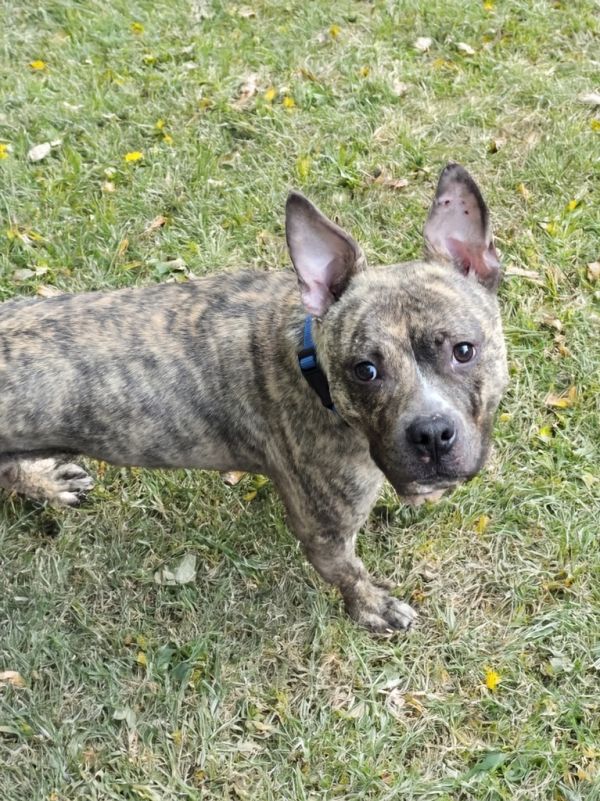 Quadruped thumbnail 6