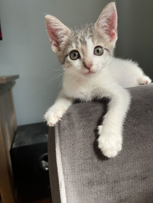 Misty  Willow Grove photo 1