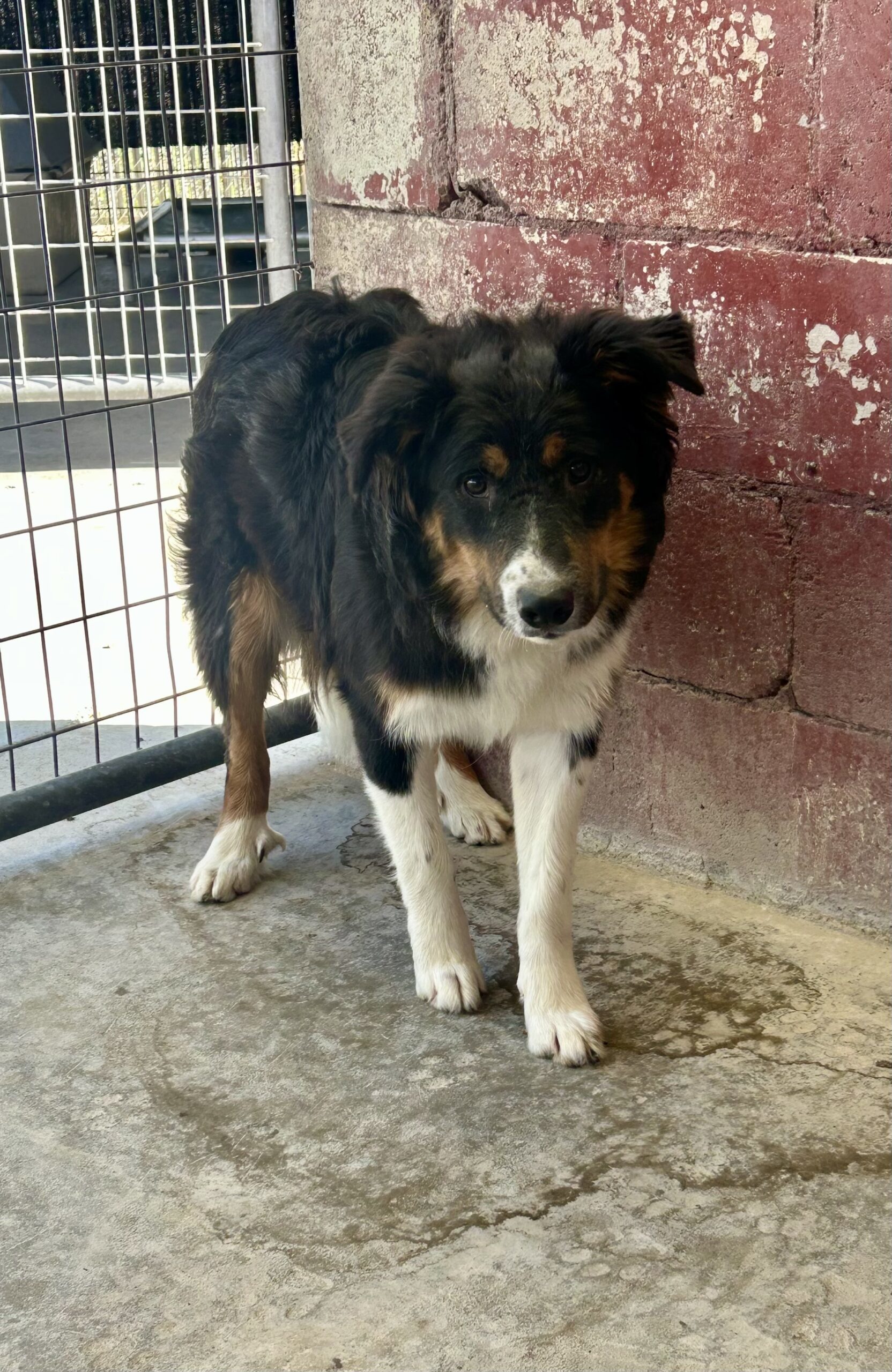 Phoebe, an adoptable Border Collie, Bernese Mountain Dog in Dillon, MT, 59725 | Photo Image 1