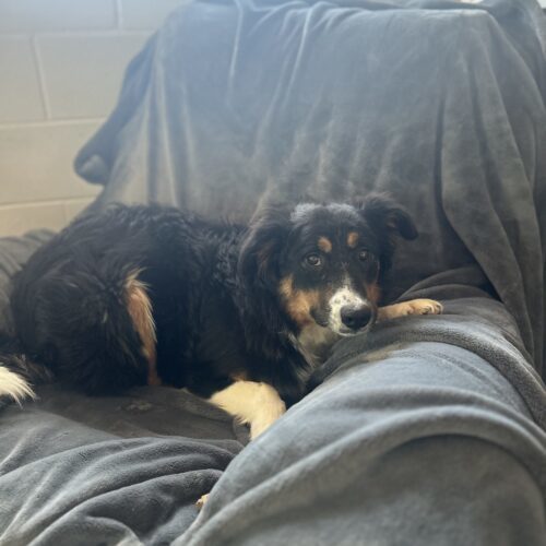 Phoebe, an adoptable Border Collie, Bernese Mountain Dog in Dillon, MT, 59725 | Photo Image 2