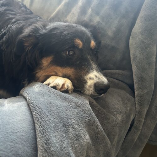 Phoebe, an adoptable Border Collie, Bernese Mountain Dog in Dillon, MT, 59725 | Photo Image 3