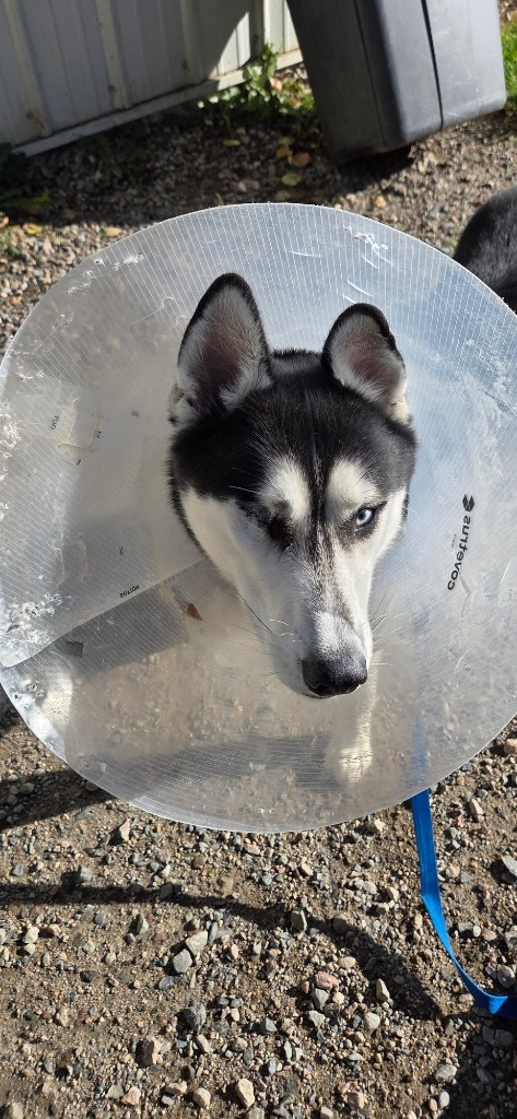 King, an adoptable Husky in Virginia, MN, 55792 | Photo Image 1