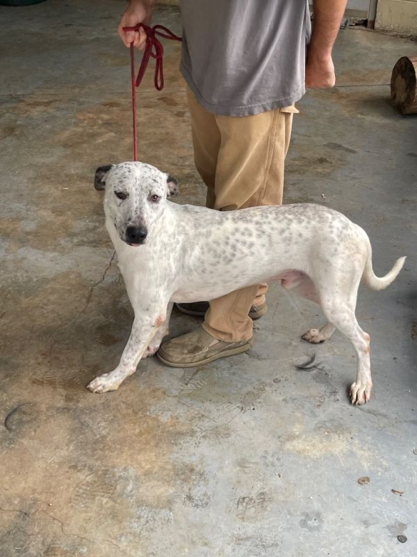 Mercedes thumbnail 3