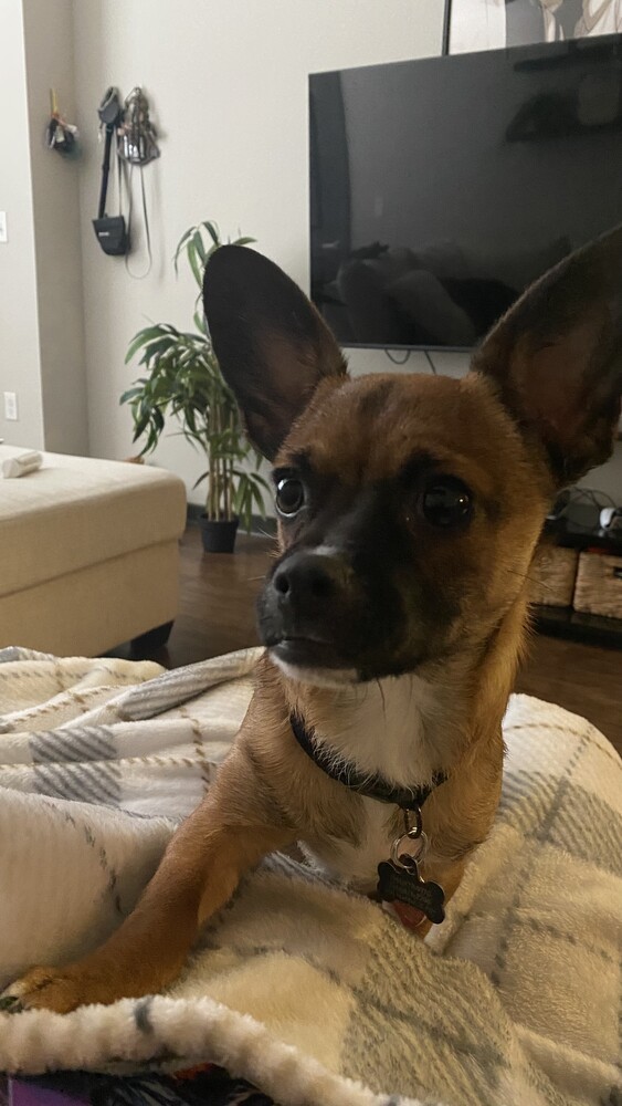 Cardamom thumbnail 2