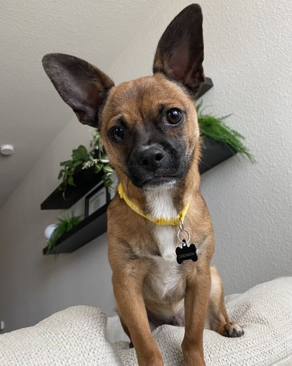 Cardamom thumbnail 3