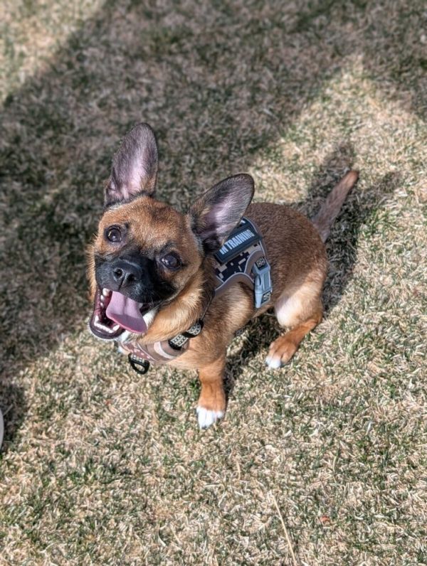 Cardamom thumbnail 4