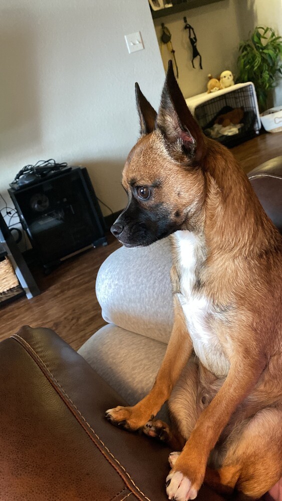 Cardamom thumbnail 5