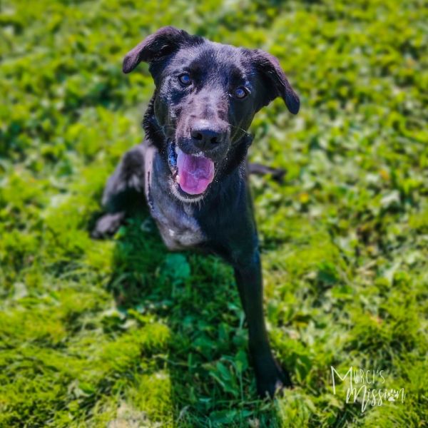 Pirate Jack thumbnail 2