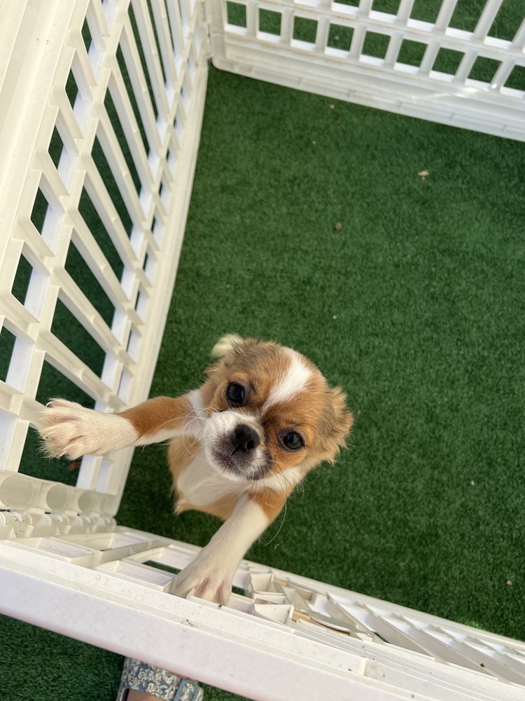 Rosanna, an adoptable Pekingese, Chihuahua in Waterloo, IL, 62298 | Photo Image 1