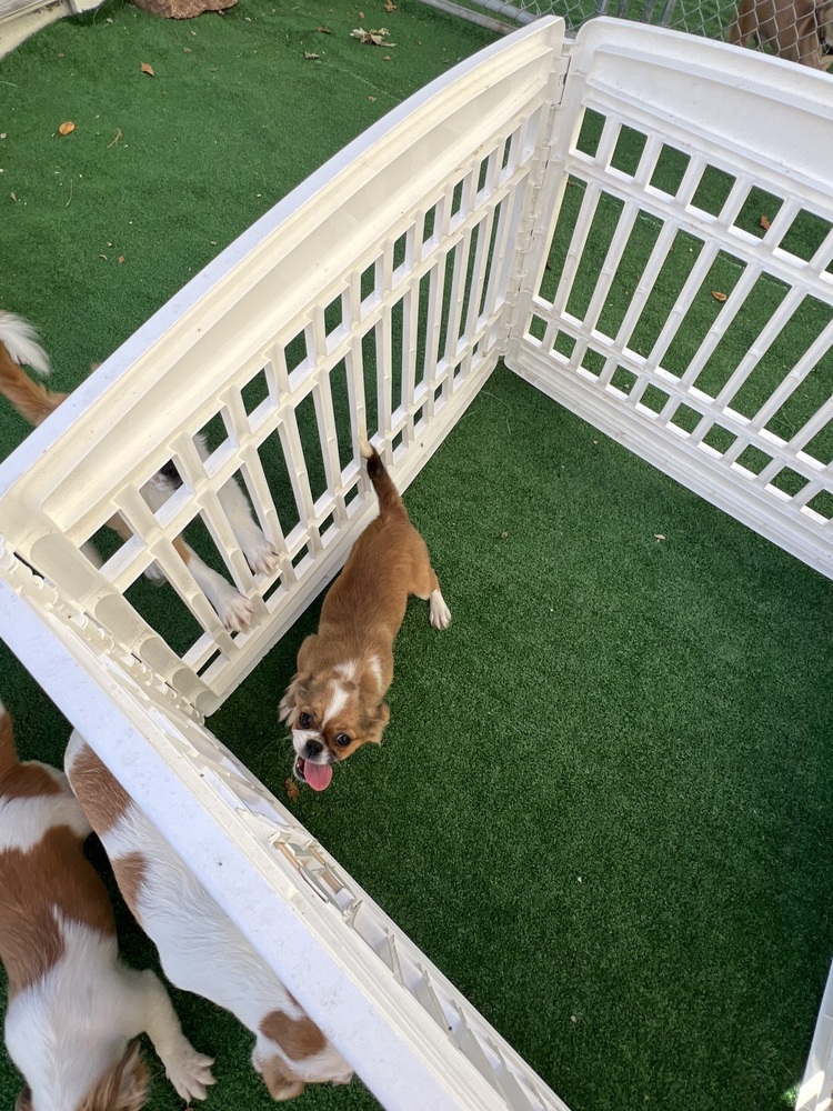 Rosanna, an adoptable Pekingese, Chihuahua in Waterloo, IL, 62298 | Photo Image 2