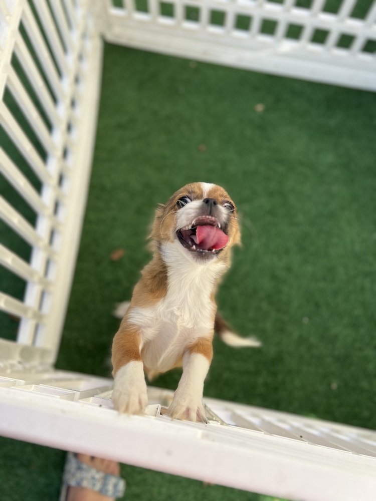 Rosanna, an adoptable Pekingese, Chihuahua in Waterloo, IL, 62298 | Photo Image 3