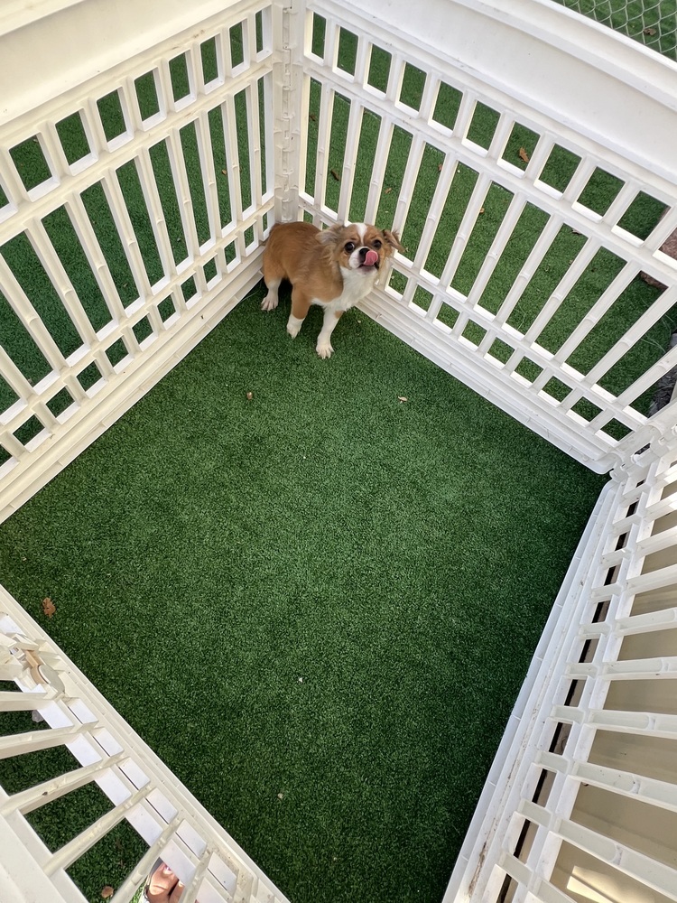 Rosanna, an adoptable Pekingese, Chihuahua in Waterloo, IL, 62298 | Photo Image 4