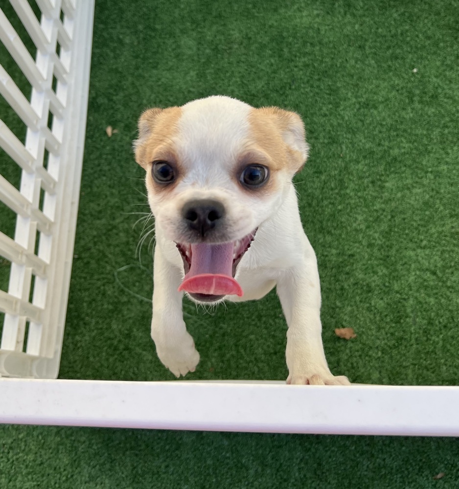 Leroy Brown, an adoptable Pekingese, Chihuahua in Waterloo, IL, 62298 | Photo Image 1
