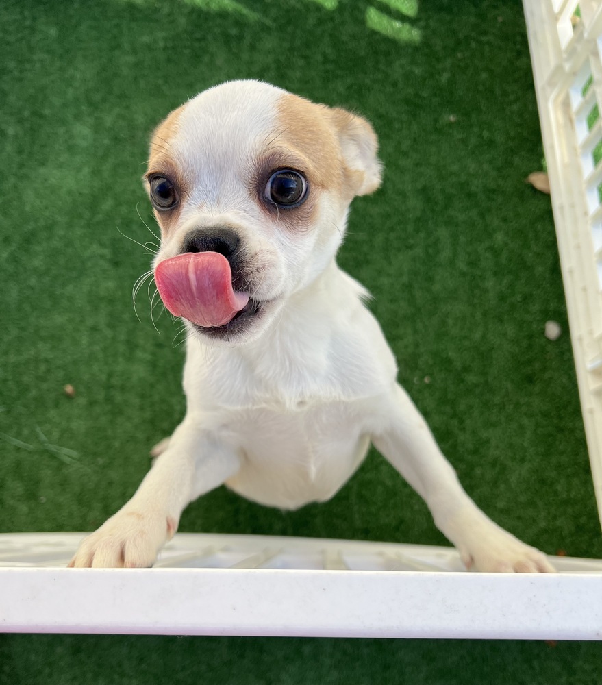 Leroy Brown, an adoptable Pekingese, Chihuahua in Waterloo, IL, 62298 | Photo Image 2
