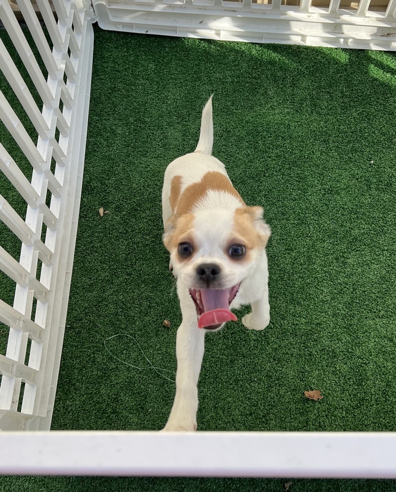 Leroy Brown, an adoptable Pekingese, Chihuahua in Waterloo, IL, 62298 | Photo Image 3