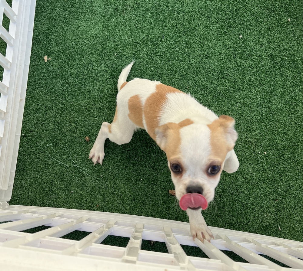 Leroy Brown, an adoptable Pekingese, Chihuahua in Waterloo, IL, 62298 | Photo Image 4