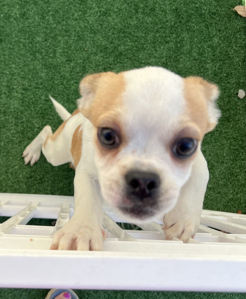 Leroy Brown, an adoptable Pekingese, Chihuahua in Waterloo, IL, 62298 | Photo Image 5