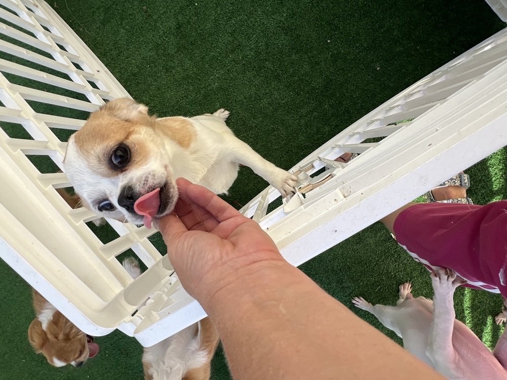 Sherry, an adoptable Pekingese, Chihuahua in Waterloo, IL, 62298 | Photo Image 1