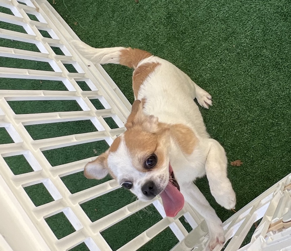 Sherry, an adoptable Pekingese, Chihuahua in Waterloo, IL, 62298 | Photo Image 2