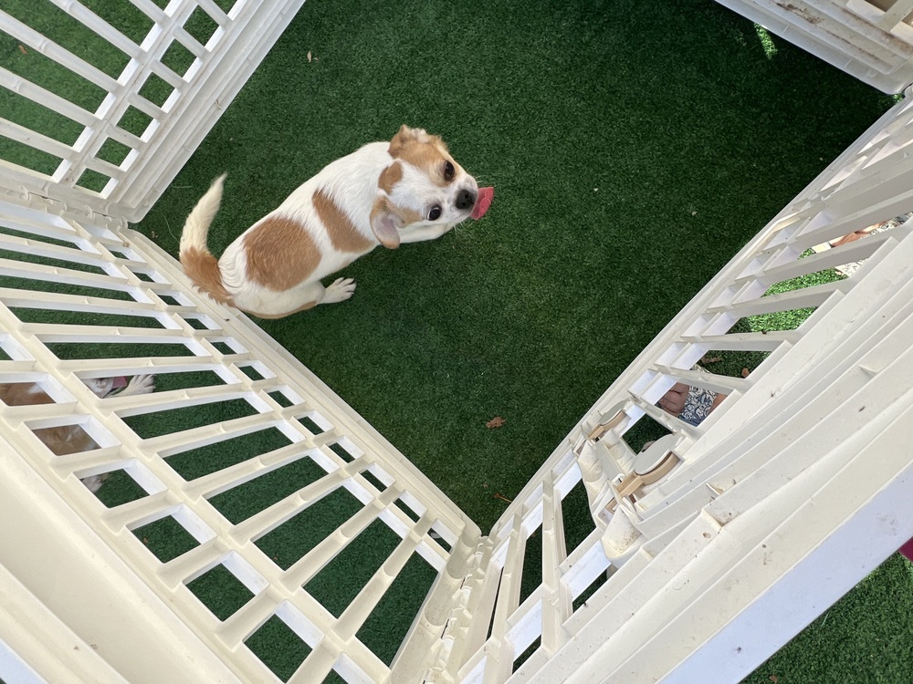 Sherry, an adoptable Pekingese, Chihuahua in Waterloo, IL, 62298 | Photo Image 3