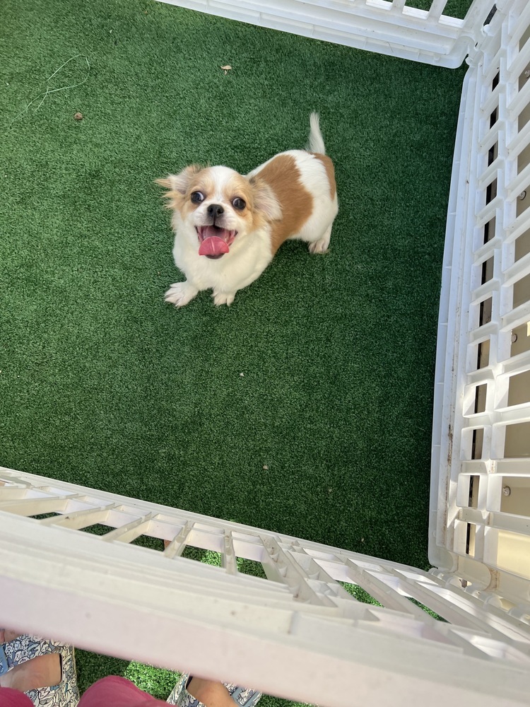 Eileen, an adoptable Pekingese, Chihuahua in Waterloo, IL, 62298 | Photo Image 1