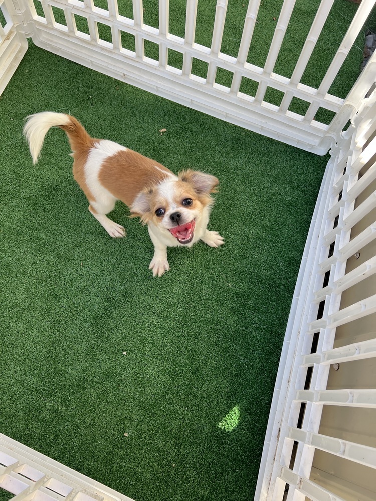 Eileen, an adoptable Pekingese, Chihuahua in Waterloo, IL, 62298 | Photo Image 2