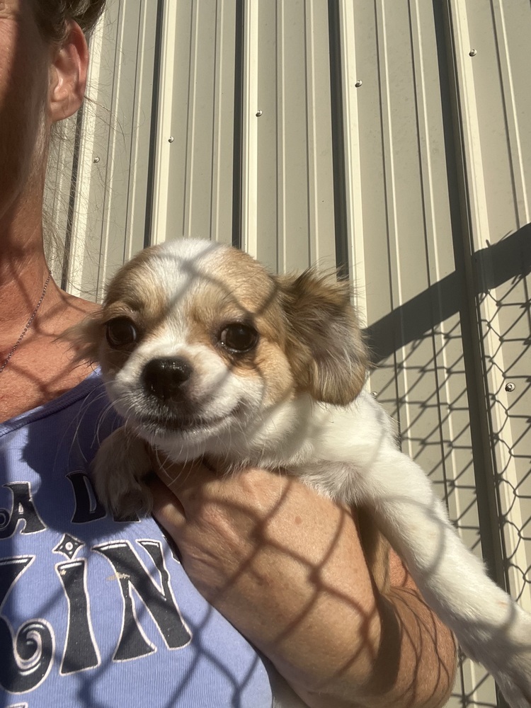 Eileen, an adoptable Pekingese, Chihuahua in Waterloo, IL, 62298 | Photo Image 3