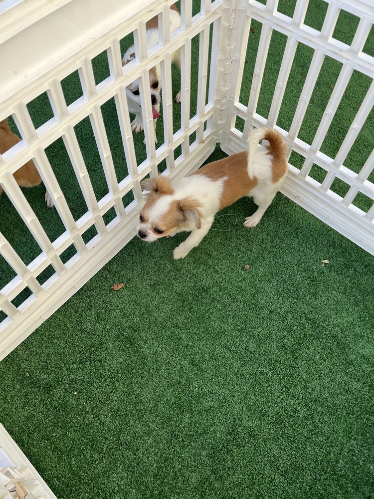 Eileen, an adoptable Pekingese, Chihuahua in Waterloo, IL, 62298 | Photo Image 4