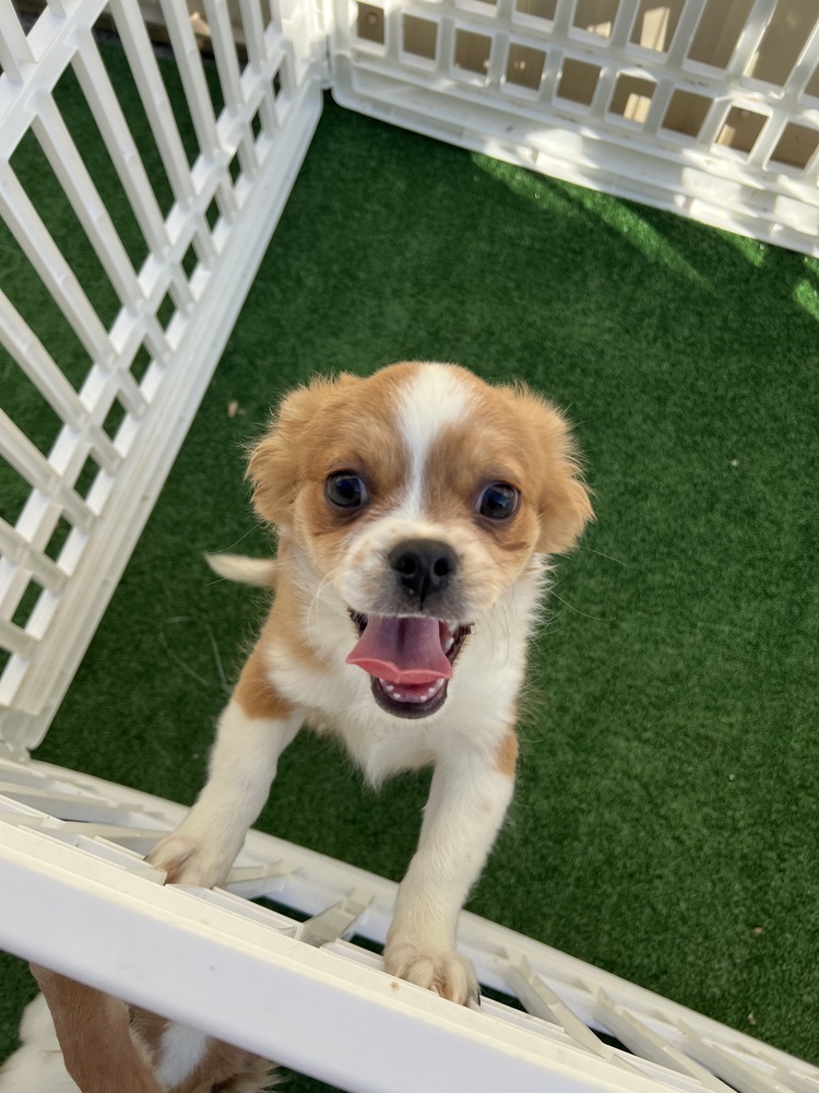 Jude, an adoptable Pekingese, Chihuahua in Waterloo, IL, 62298 | Photo Image 1