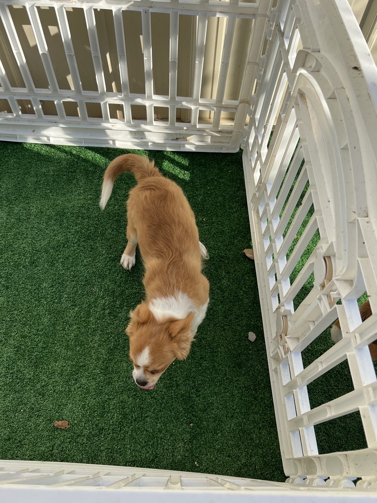 Jude, an adoptable Pekingese, Chihuahua in Waterloo, IL, 62298 | Photo Image 2