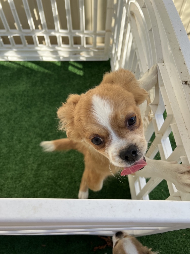 Jude, an adoptable Pekingese, Chihuahua in Waterloo, IL, 62298 | Photo Image 3