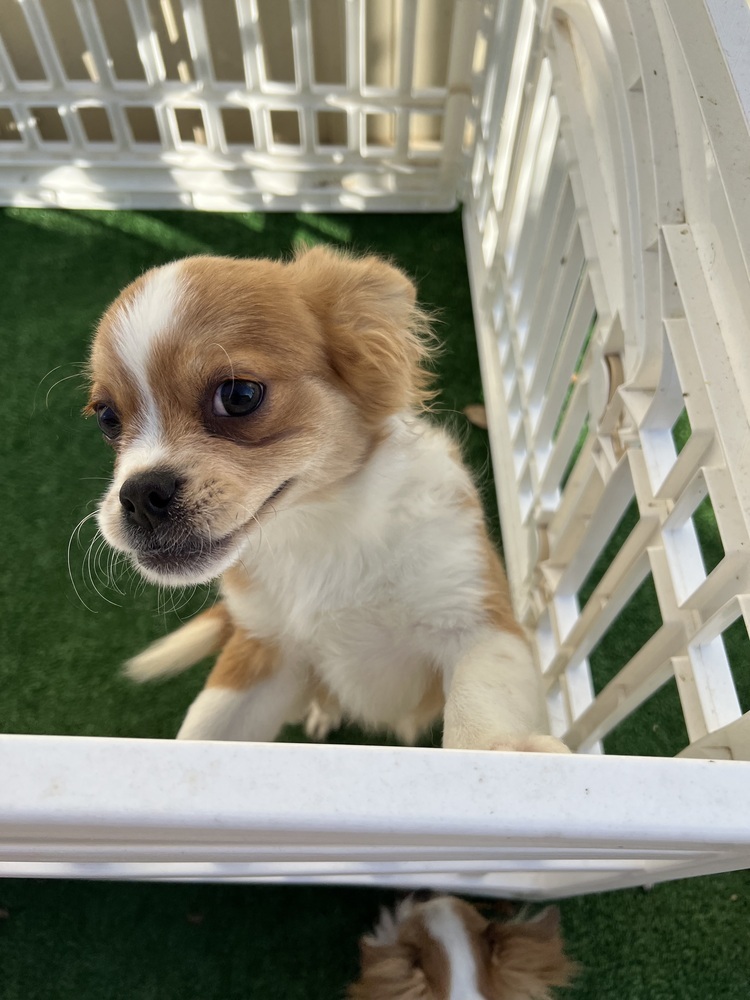 Jude, an adoptable Pekingese, Chihuahua in Waterloo, IL, 62298 | Photo Image 4
