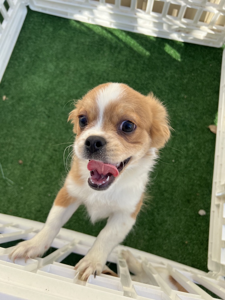 Jude, an adoptable Pekingese, Chihuahua in Waterloo, IL, 62298 | Photo Image 5