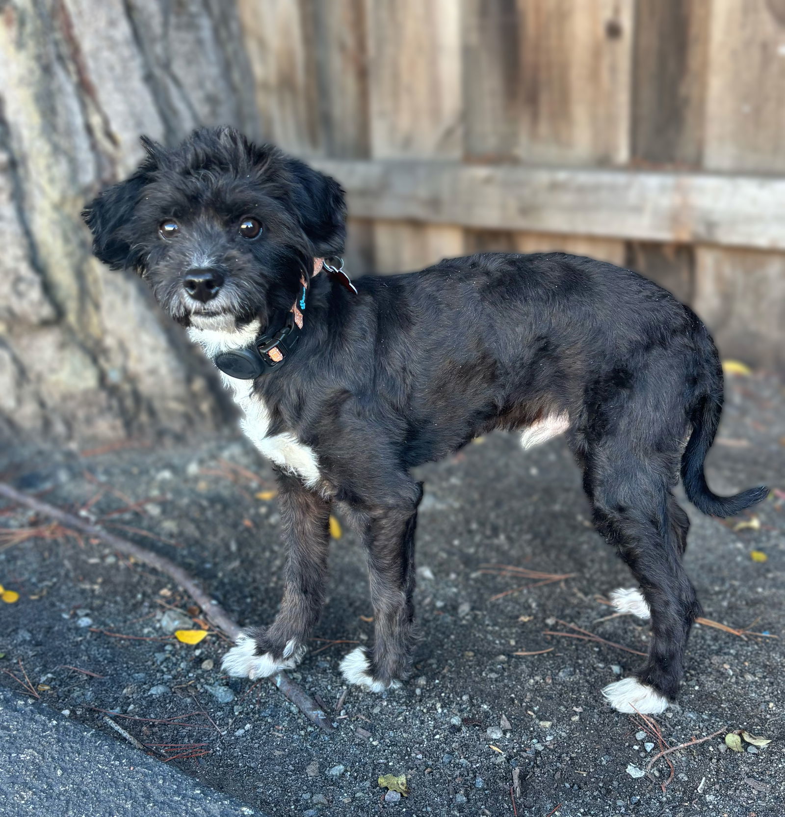 Cobweb, an adoptable Poodle, Havanese in Palo Alto, CA, 94306 | Photo Image 1