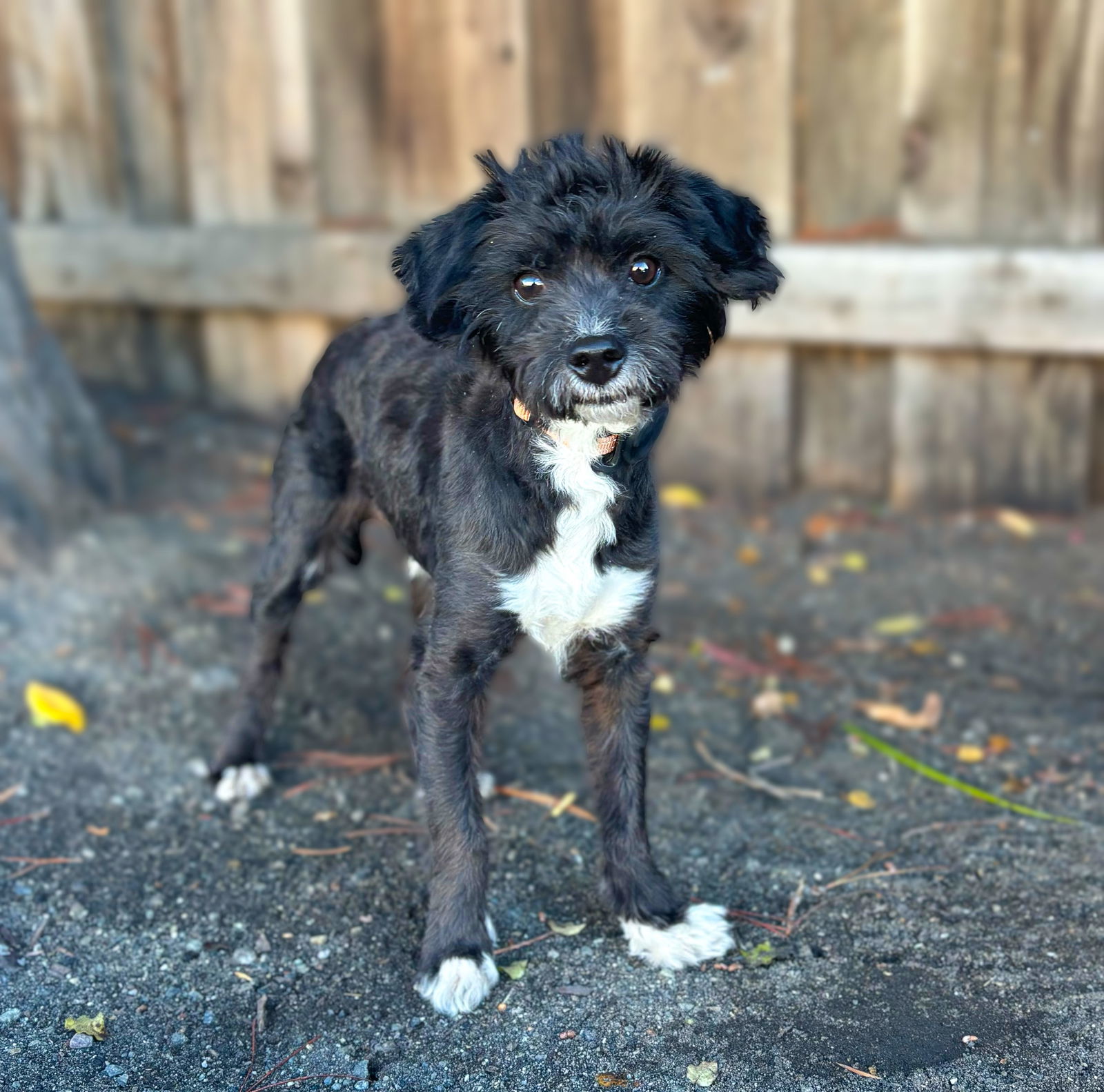 Cobweb, an adoptable Poodle, Havanese in Palo Alto, CA, 94306 | Photo Image 2