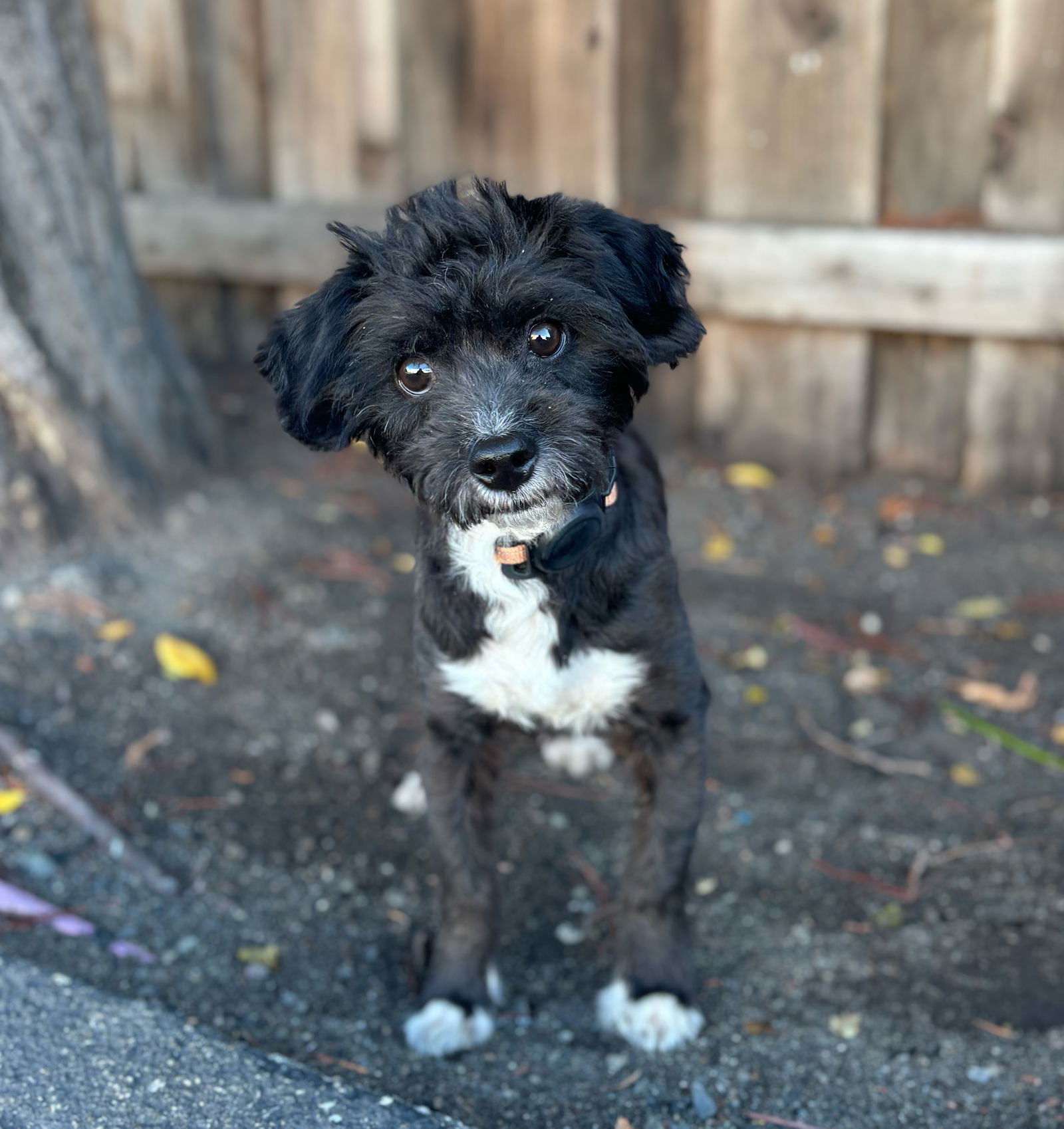 Cobweb, an adoptable Poodle, Havanese in Palo Alto, CA, 94306 | Photo Image 3