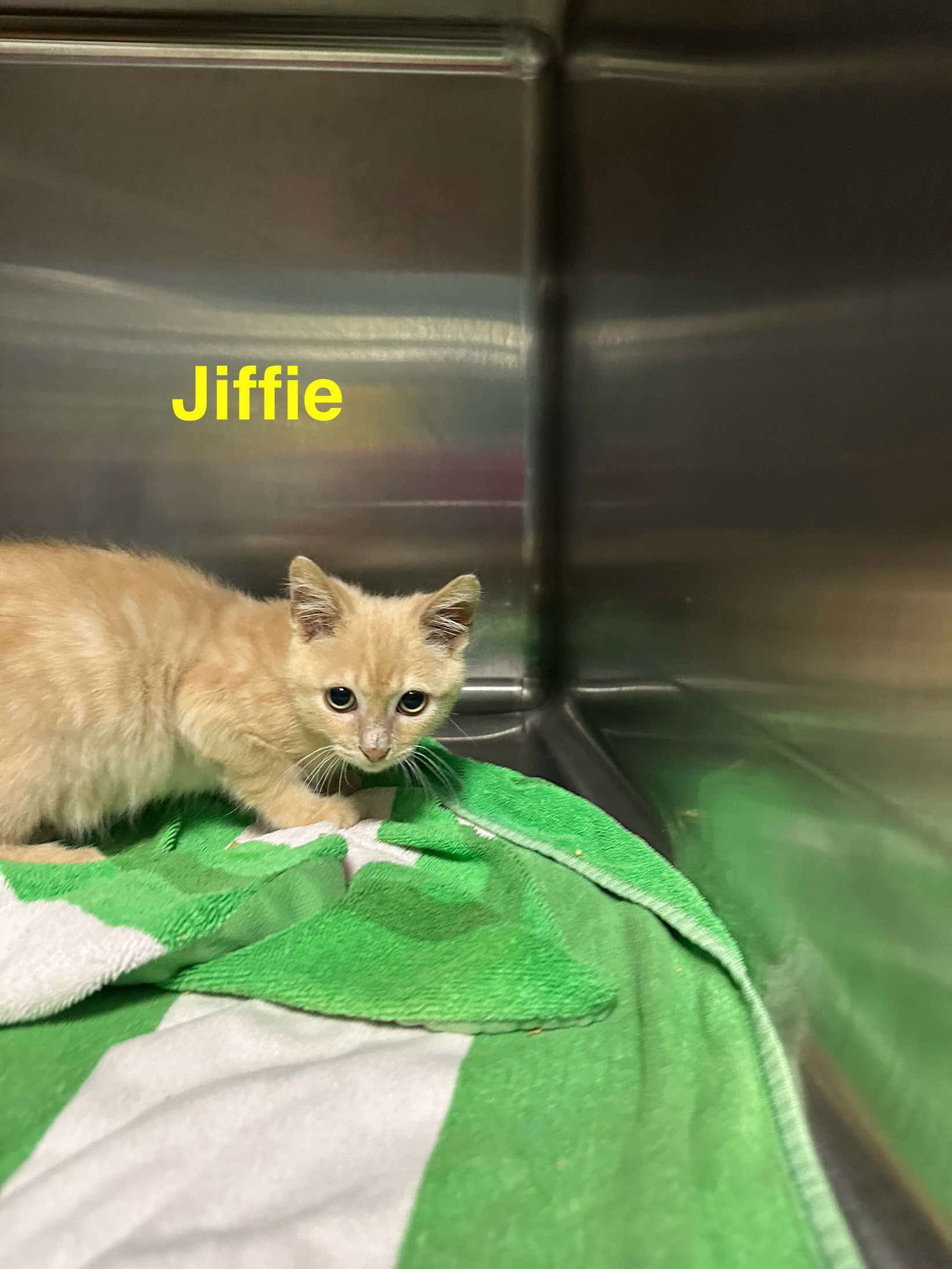 JIFFIE