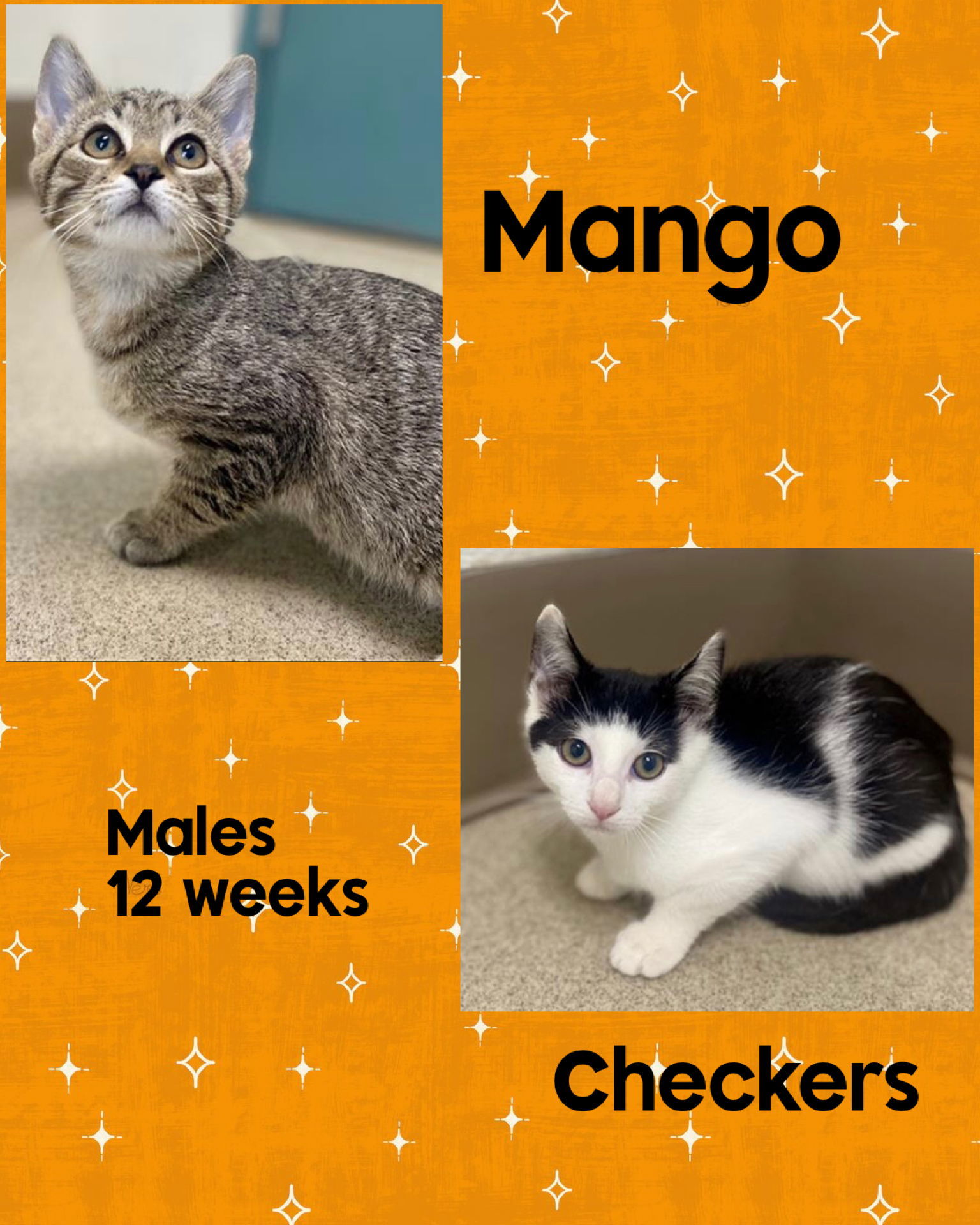MANGO