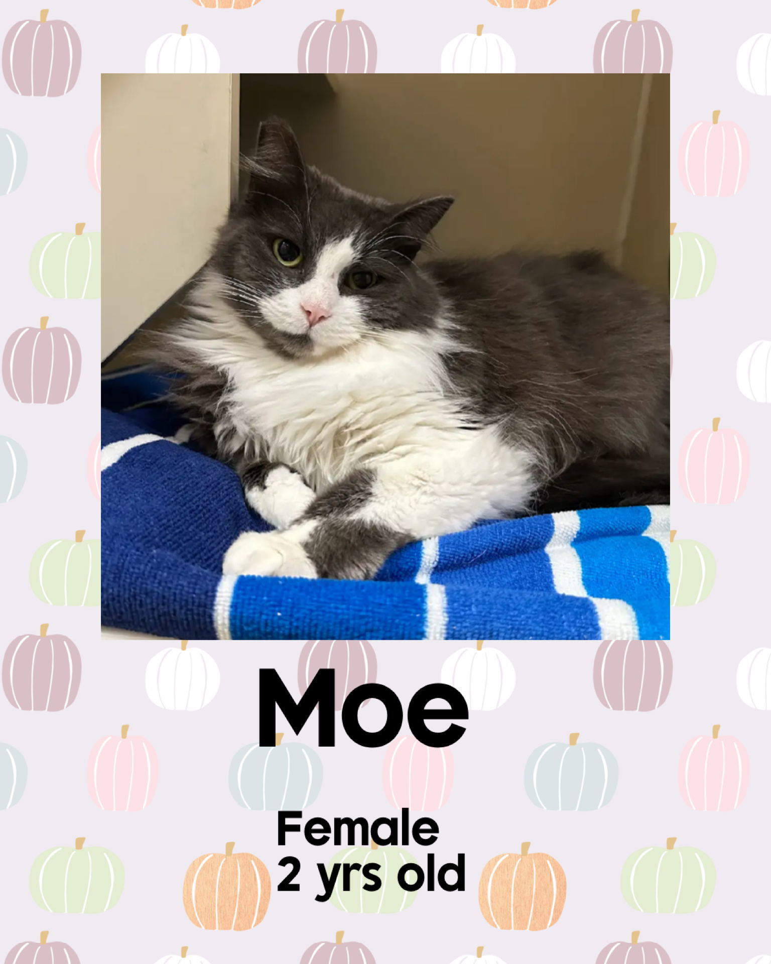 MOE
