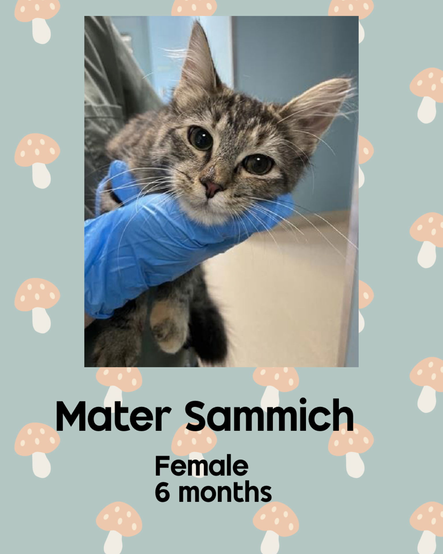 MATER SAMMICH