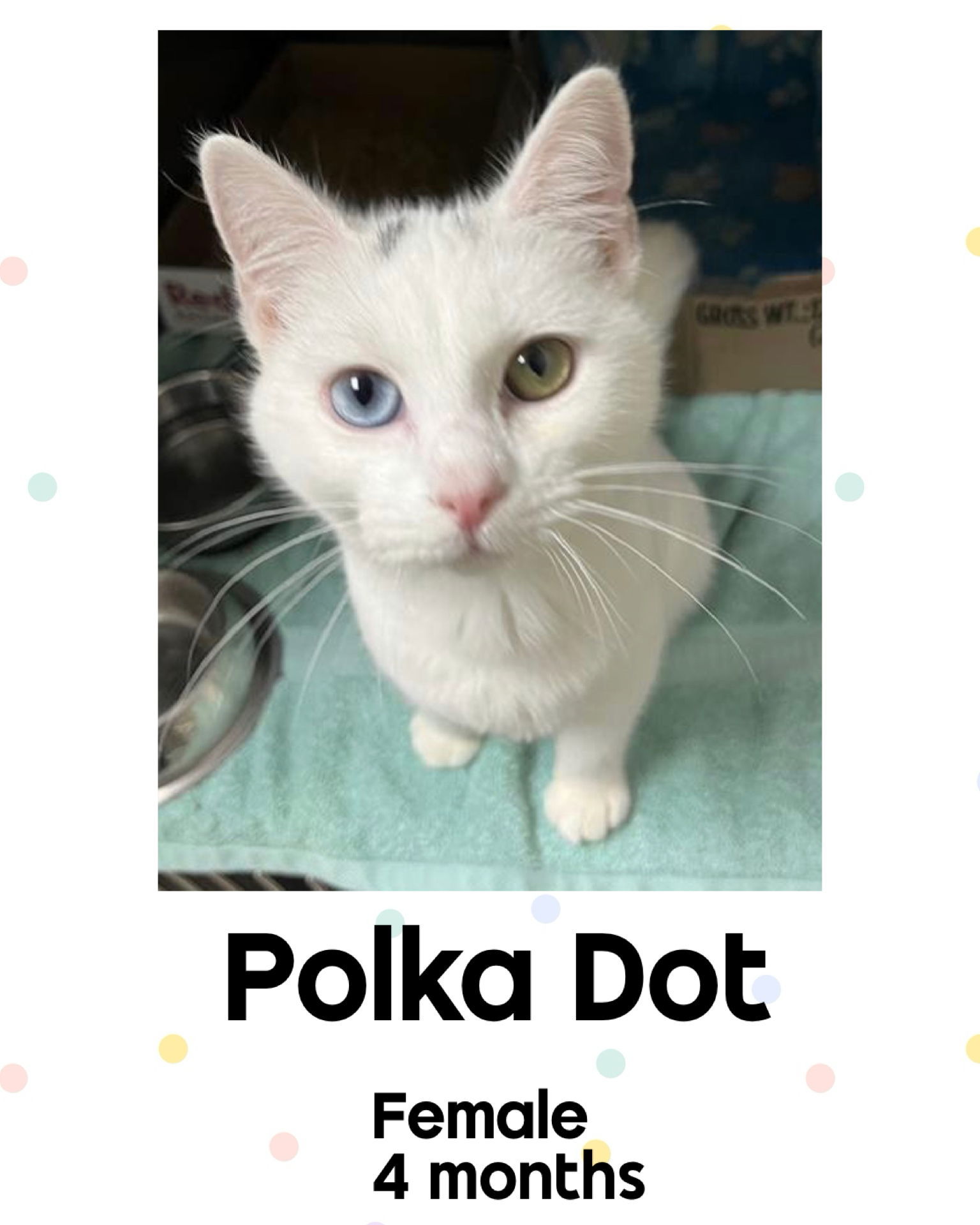 POLKA DOT