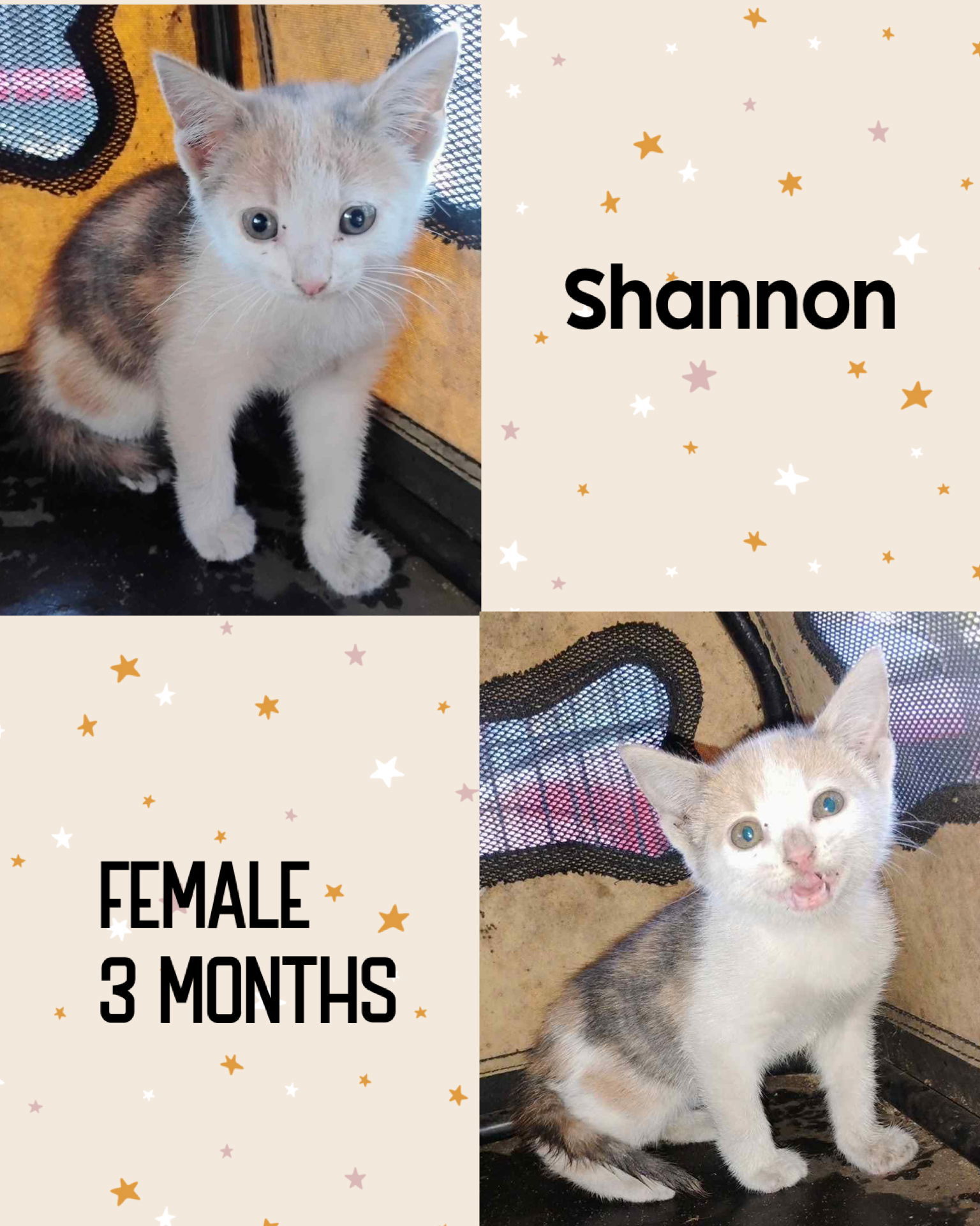 SHANNON