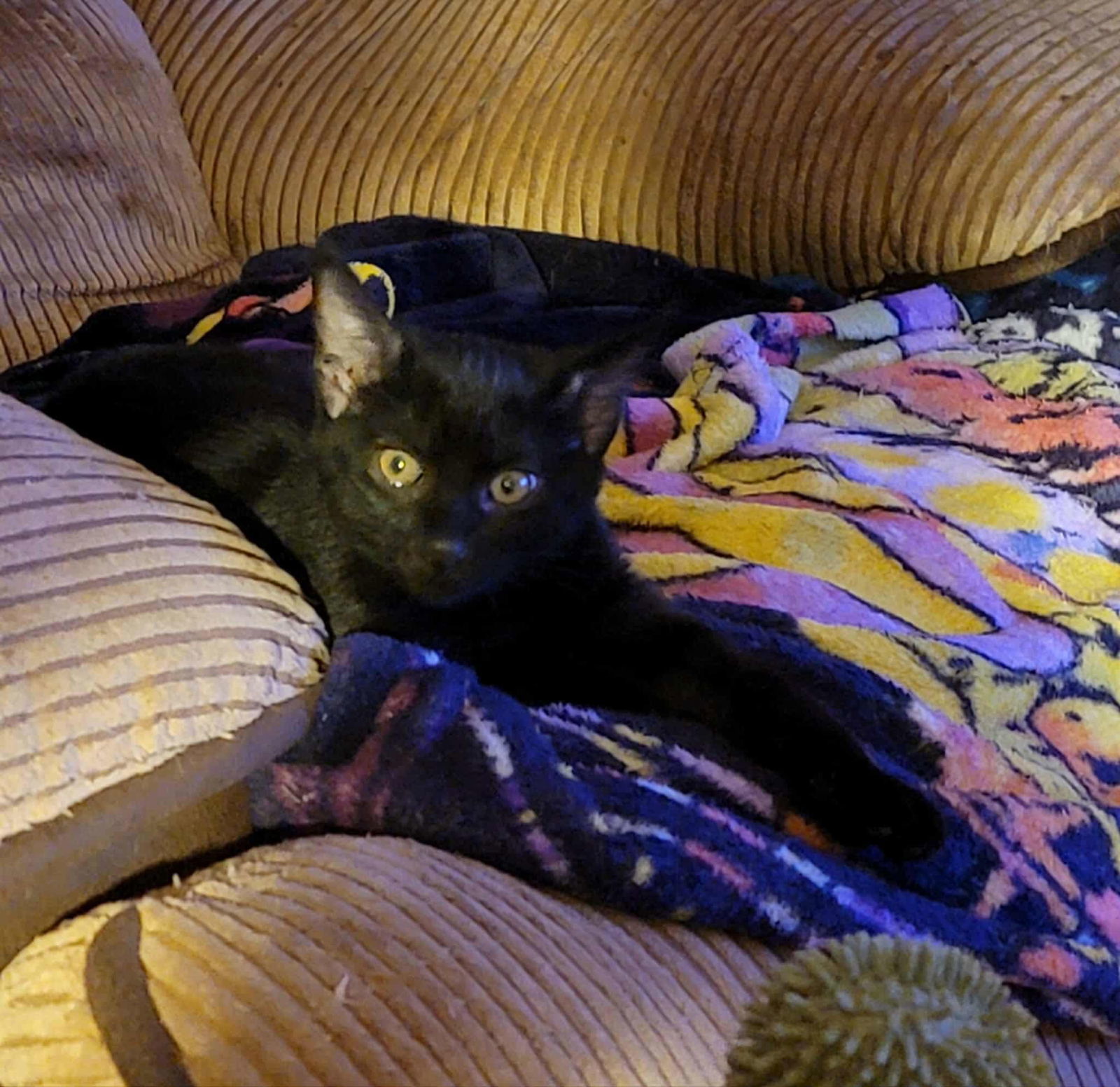 COSMO