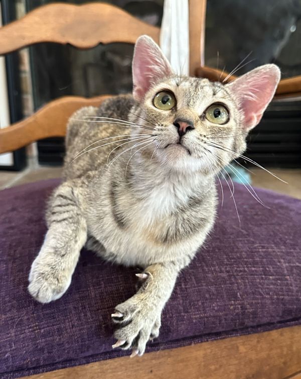 Focaccia thumbnail 2