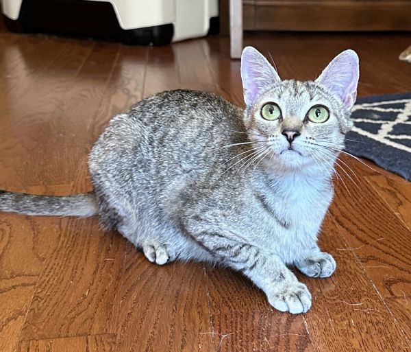 Focaccia thumbnail 3