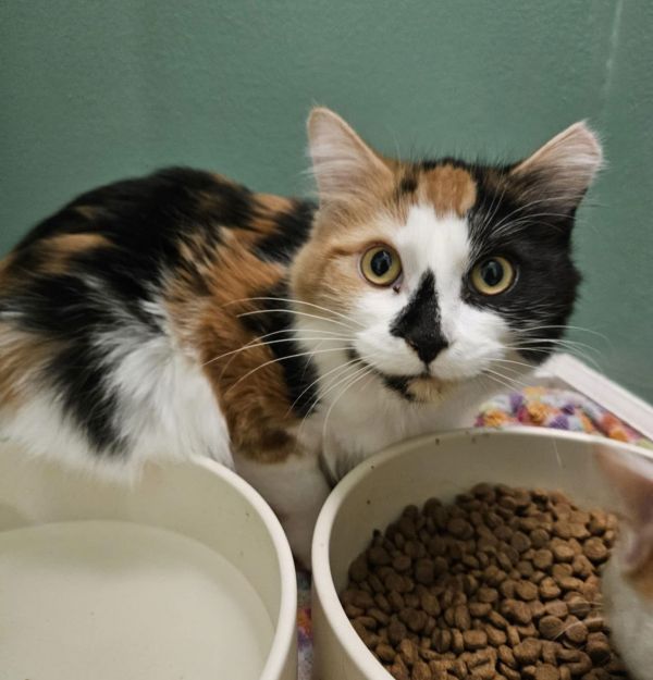 Juliette thumbnail 2