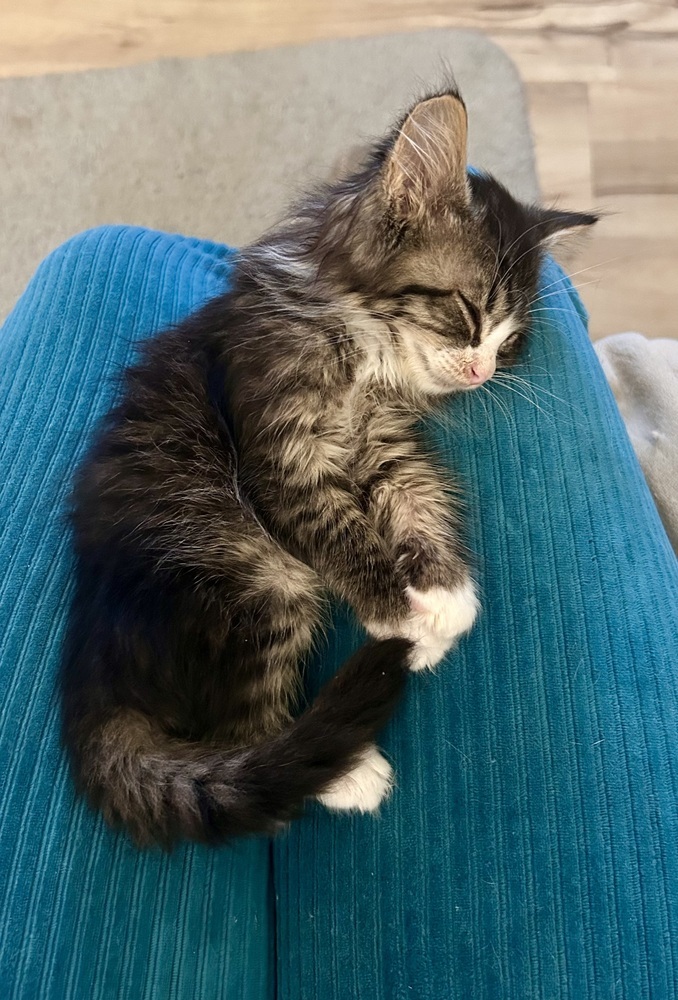 Meeshka, an adoptable Domestic Medium Hair in Moses Lake, WA, 98837 | Photo Image 1